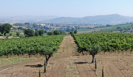 Passo delle Tortore cantina vini Campania Irpinia vigneti