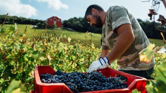 Pergolaia Caiarossa, un tosco-francese della Costa