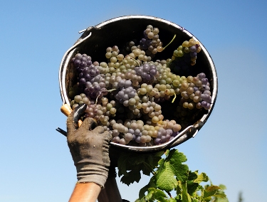 Pinot grigio delle Venezie Doc 2017: primi ordini Usa