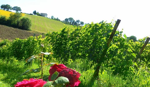 Podere Sabbioni