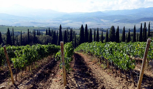 Podere giodo Montalcino vigneti