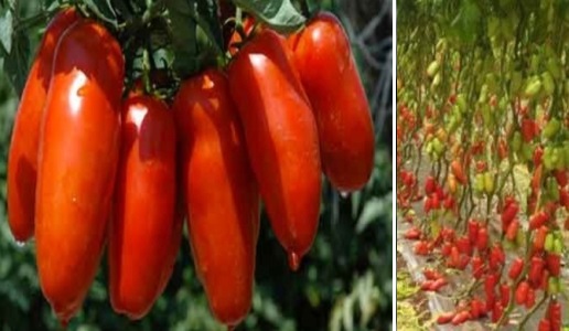 San Marzano tomatoes, a great example of Italian excellence | DoctorWine