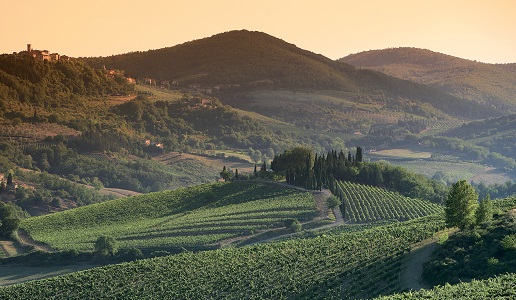 Radda in Chianti Vigneti