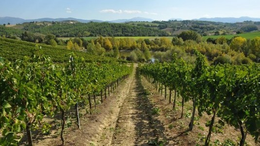Radiografia del trebbiano spoletino
