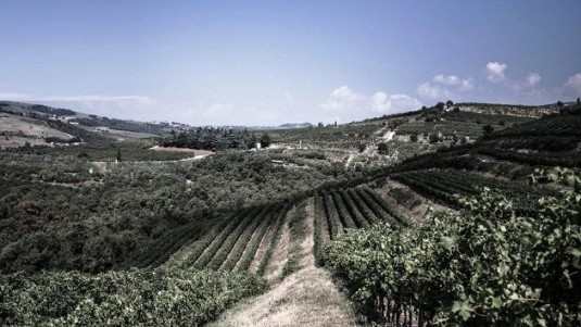 Realtà vitivinicola impressionante