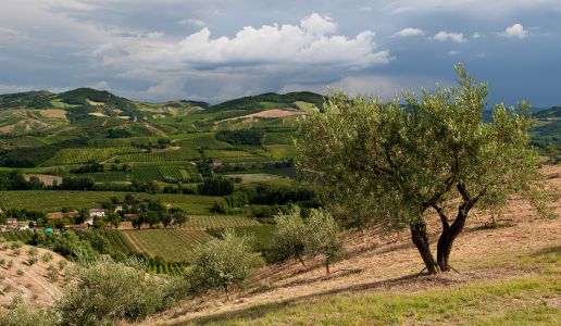 Romagna Vigneti