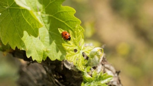 Sostenibilità Vino