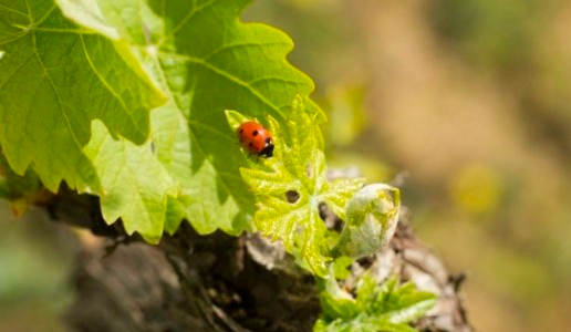 Sostenibilità Vino