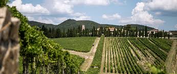 San Felice, il paladino del Pugnitello