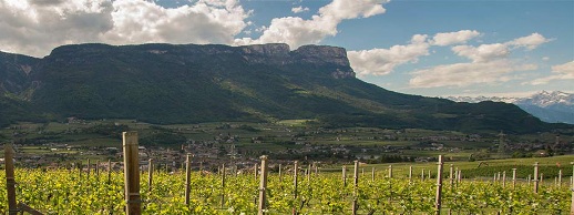 san michele appiano pinot bianco sanct valentin vigneti