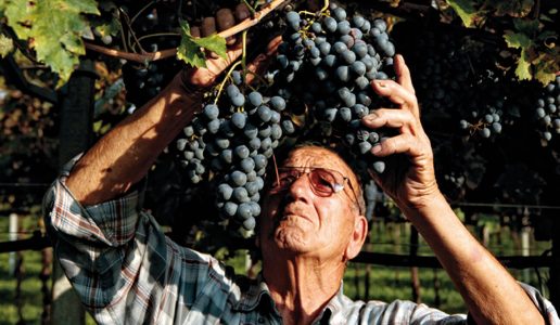 secondo marco Valpolicella Ripasso Classico Superiore potatura vigneti