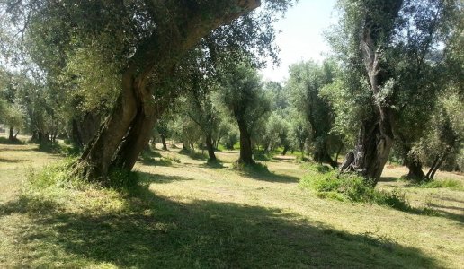 sorelle garzo dolciterre ottobratico olio frantoio calabria ulivi