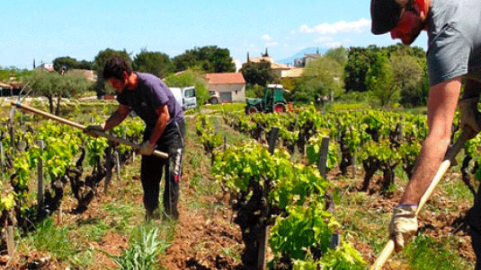 Tavel l’Anglore, un grandissimo rosato