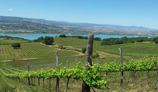 tenuta marino cantina vini basilicata primitivo vigneti