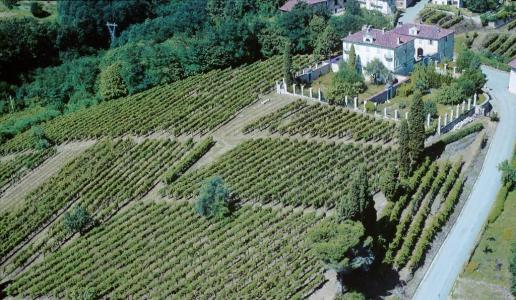 tenute sella cantina vini piemonte panorama vigneti lessona