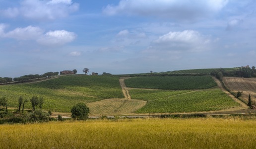 Tenuta Trerose a Montepulciano ospita Enovitis in Campo 2019