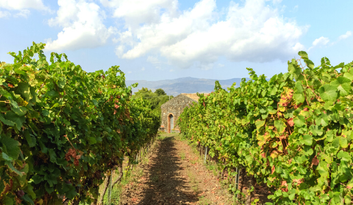 Tenuta Vajasindi Duca di Salaparuta Etna Sicilia
