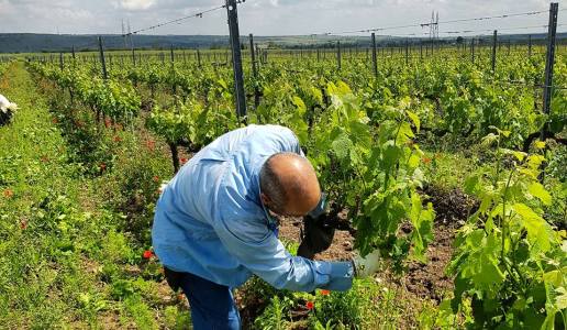 Tenuta Viglione lavori in vigna Puglia