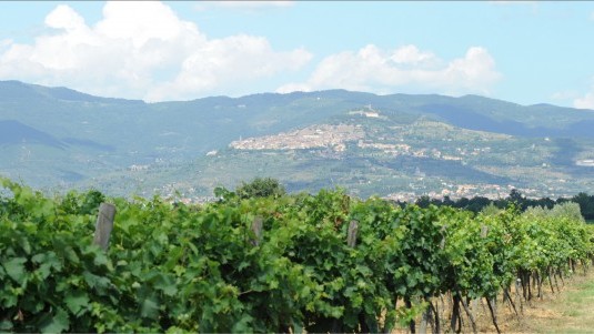Tenuta Montecchiesi Cortona