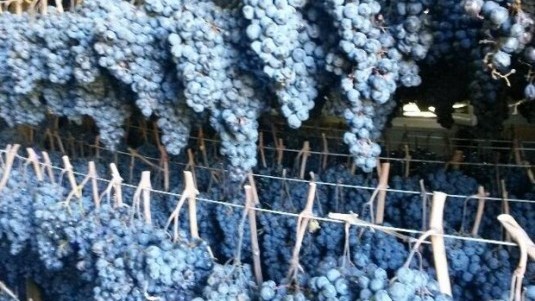Terremoto Marche: il vino tiene