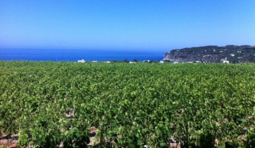 La Pietra di Tommasone cantina vini Ischia