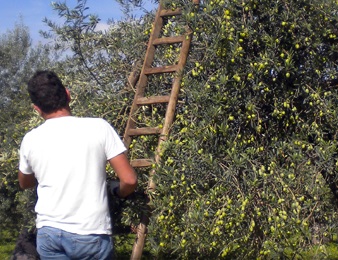 Tonda Iblea siciliana in purezza