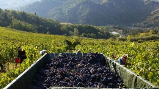 Tre Rocche Nicolucci, Sangiovese di Romagna