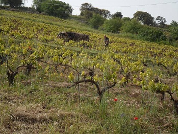 Tziu Simone, l'Old Rosé di Francesco Cadinu