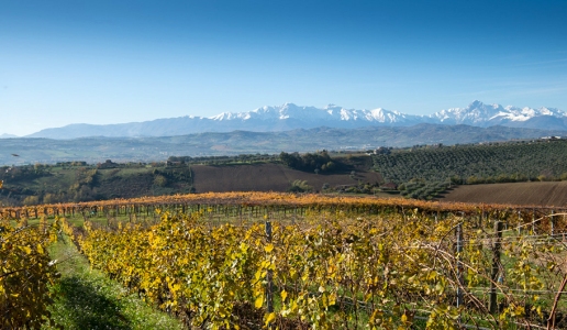 Umani Ronchi Colli Aprutini Marche panorama vigneti