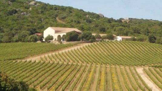 Un fresco vermentino