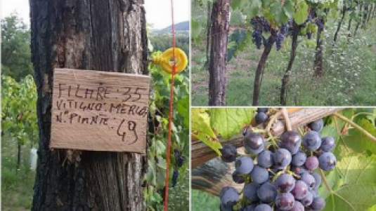 Un merlot che non ti aspetti