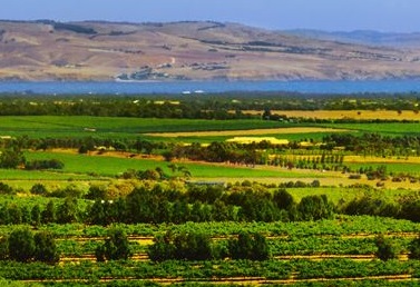 Una Grenache in purezza