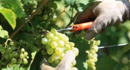 Una vendemmia complicata