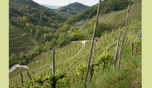 Valdobbiadene Vigneti di Prosecco Le Volpere