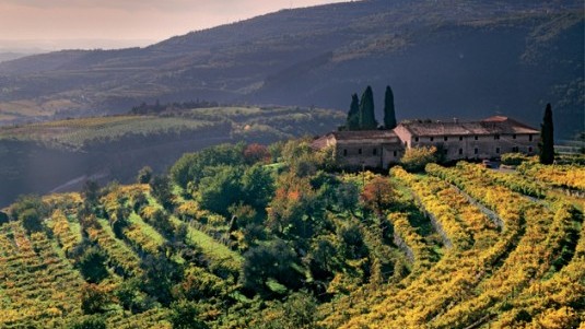Vigneti in Valpolicella
