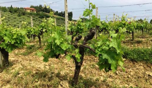 Arshura Valter Mattoni. La roccia in versione liquida (1)