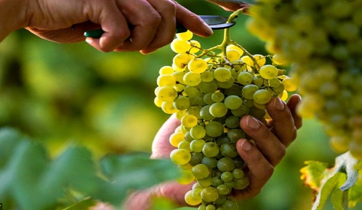 vendemmia grappolo uva bianca