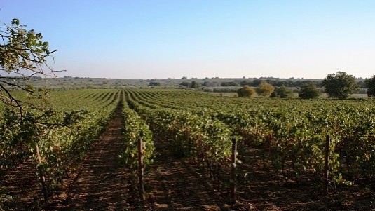 Vigna Pedale, un’altra idea di Puglia in rosso (2)