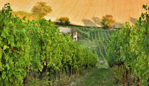 vigna degli estensi cantina vini marche vigneti