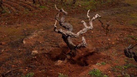 Vigne per i carcerati di Taranto