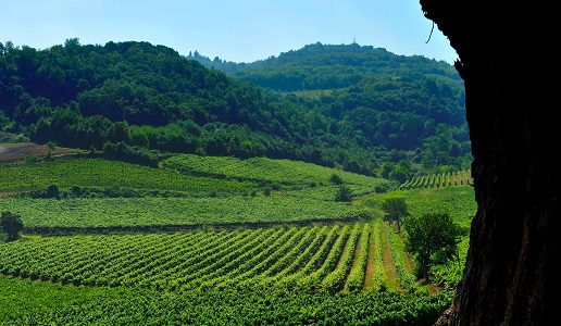 Vigneti Colli Berici