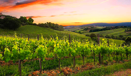 La Lastra, una moderna interpretazione della Vernaccia 