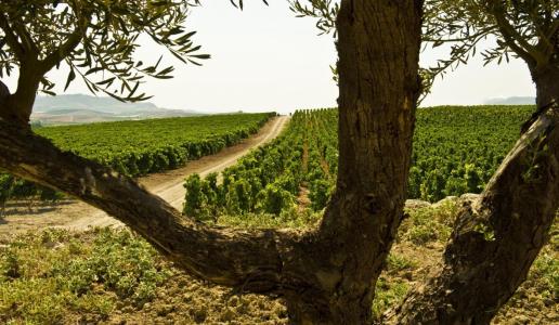 Vigneto Sicilia - 50 milioni di bottiglie per la Doc Sicilia