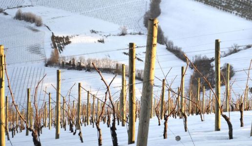 vigneto verdicchio sartarelli marche