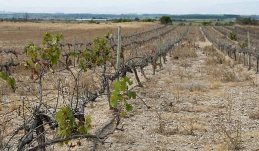 Vigneto arido vigneviniequalita.edagricole