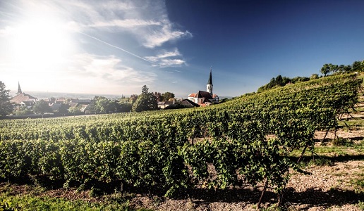 Weingut Johanneshof Reinisch vigneti