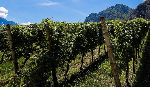 Agraria Riva del Garda vigneto