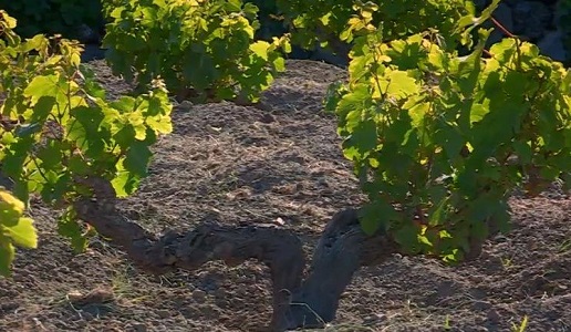 alberello pantelleria vigna