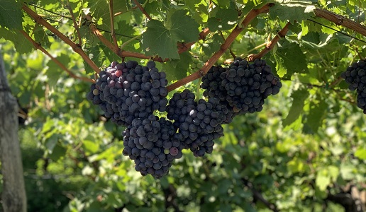 grappoli di schiava vernatsch alto adige