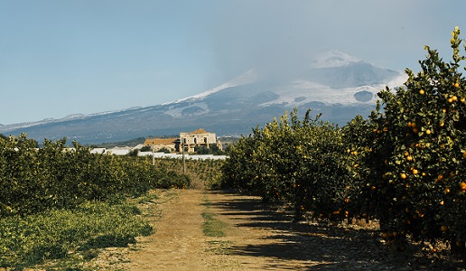 Amaro Amara Masseria